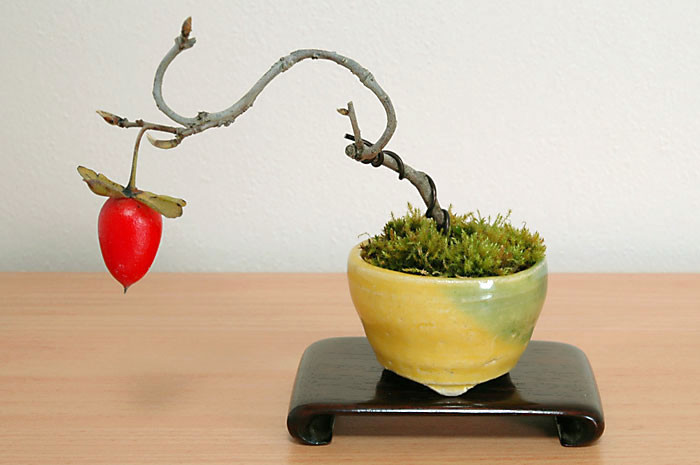 Chỉ một trái nhưng tác phẩm này vô cùng dễ thương. Ảnh: E-bonsai.