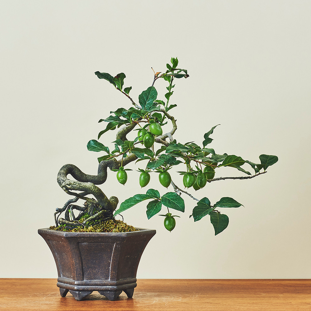 Màu xanh của quả hồng khi chưa chín cũng mang đến vẻ đẹp độc lạ cho chậu cảnh. Ảnh: KIDORI.