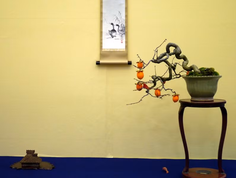 Bonsai dáng huyền hay còn gọi thác đổ tượng trưng cho sự vươn lên bất chấp gian khổ. Ảnh: Bonsai.