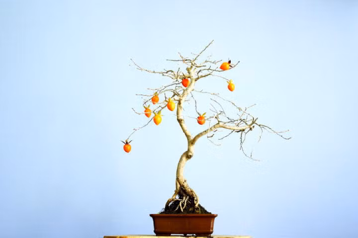 Cái đẹp ở bonsai là sự đơn giản, vừa đủ nhưng vẫn phá cách. Ảnh: Hatenablog.