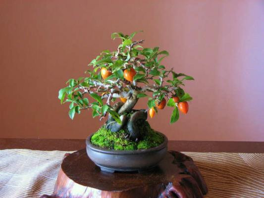 Một chậu bonsai mini vừa có quả, vừa có lá thích hợp để bàn. Ảnh: Bonsai-mikunien.