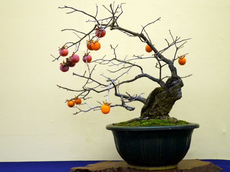 Những trái hồng sắc vàng cam, đỏ cam sặc sỡ tạo điểm nhấn cho chậu bonsai. Ảnh: Bonsai.
