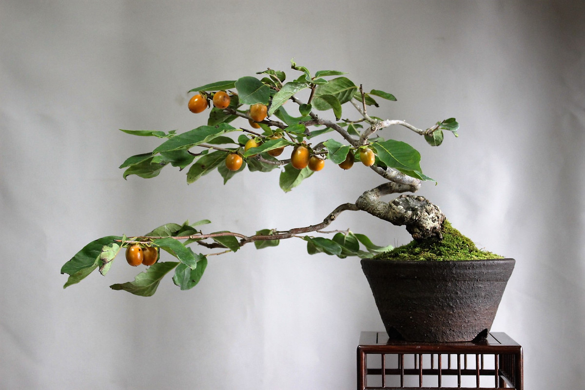 Hồng giòn bonsai còn khá xa lạ ở Việt Nam nhưng nó được ưa chuộng tại Nhật Bản. Ảnh: Amemiyaen.