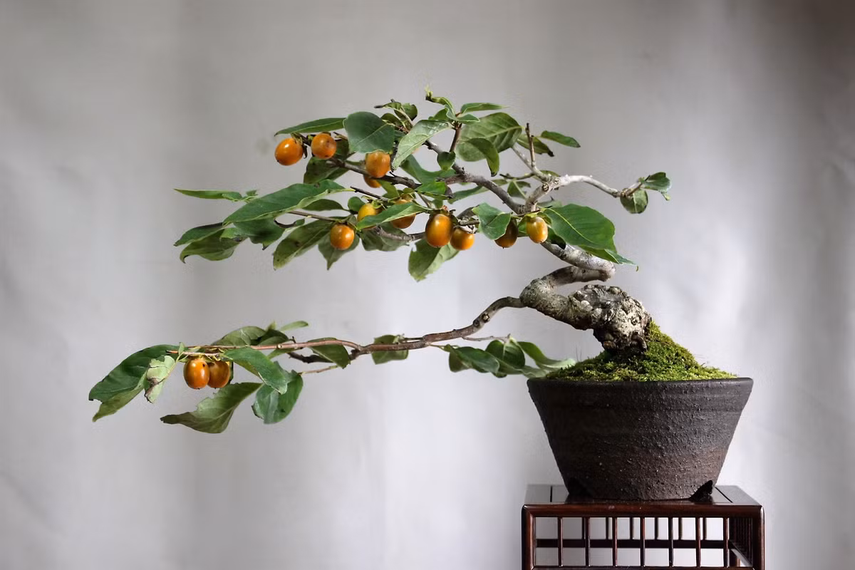Hồng giòn bonsai còn khá xa lạ ở Việt Nam nhưng nó được ưa chuộng tại Nhật Bản. Ảnh: Amemiyaen.