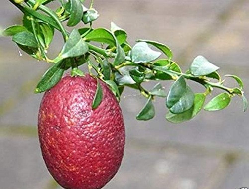 Kích thước chanh đỏ Úc tương đương với một quả trứng gà nhỏ. Ảnh: Amazon.