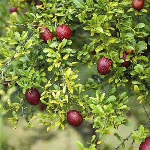 Cây chanh đỏ nếu không được tỉa và phát triển tốt có thể đạt tới 2,5 mét. Ảnh: Siêu thị hoa.