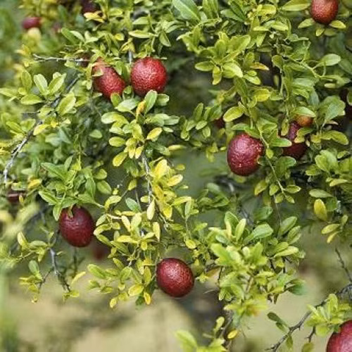 Cây chanh đỏ nếu không được tỉa và phát triển tốt có thể đạt tới 2,5 mét. Ảnh: Siêu thị hoa.