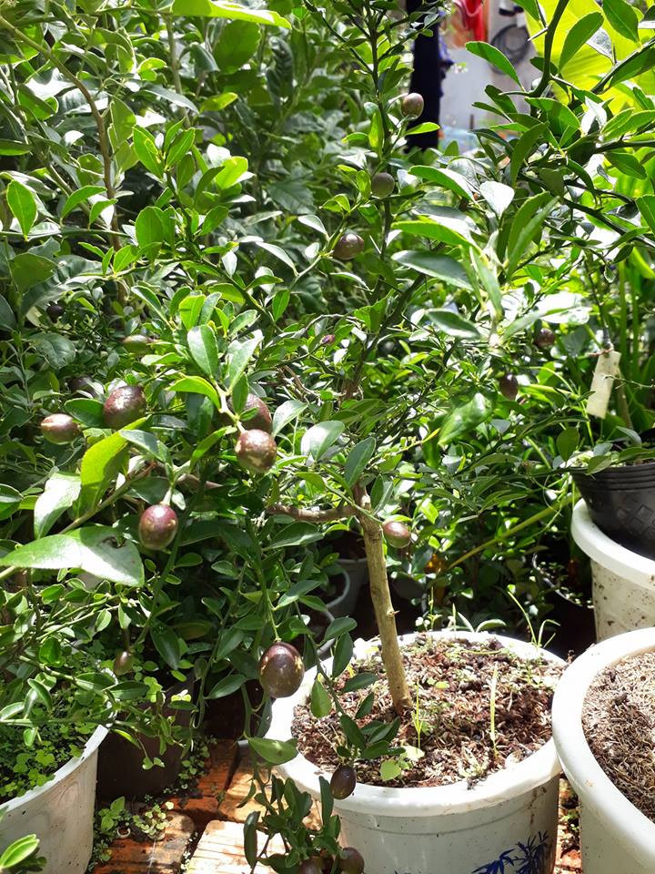 Cây giống chanh đỏ Úc rao bán cao 40 - 50 cm, đường kính thân 1,5cm. Ảnh: Siêu thị hoa.