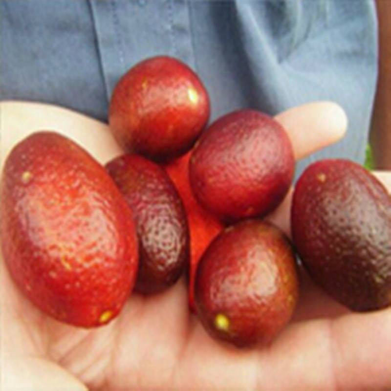 Chanh đỏ Úc khi chín có màu đỏ đẹp, hình bầu dục dài từ 30 - 50mm, ngang 20-30 mm. Ảnh: Siêu thị hoa.