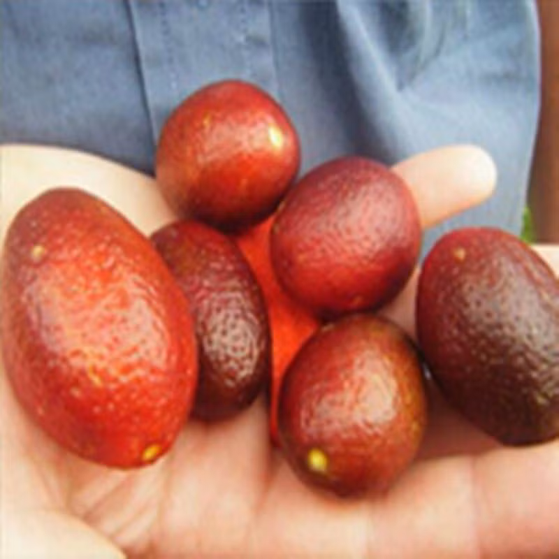 Chanh đỏ Úc khi chín có màu đỏ đẹp, hình bầu dục dài từ 30 - 50mm, ngang 20-30 mm. Ảnh: Siêu thị hoa.