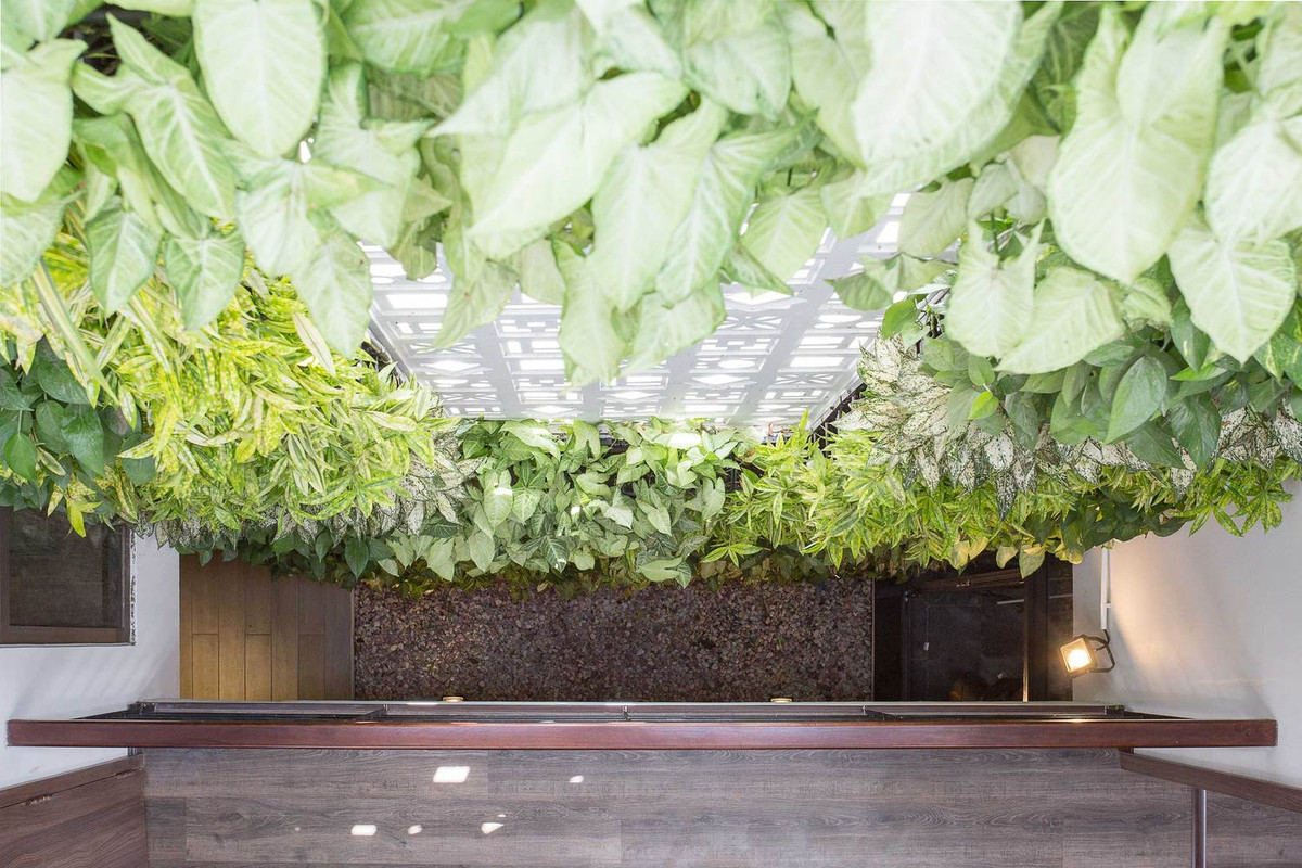 Khu vườn thẳng đứng được sử dụng trơn tru từ tầng một đến mái nhà khiến không gian nhà 3 tầng xanh mát. Nguồn ảnh: To Huu Dung.