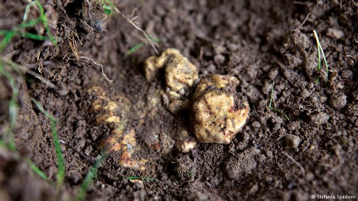 Một yếu tố nữa làm nên giá trị của nấm cục trắng Alba là cho đến nay, nó chỉ có thể mọc tự nhiên. Ảnh: DW.