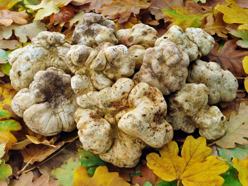 Nấm cục trắng cao cấp thường có xuất xứ từ một số vùng thuộc châu Âu, nhưng nổi tiếng và đắt nhất là nấm mọc ở thị trấn Alba, thuộc Piedmont, phía Tây Bắc nước Ý. Ảnh: Sito.