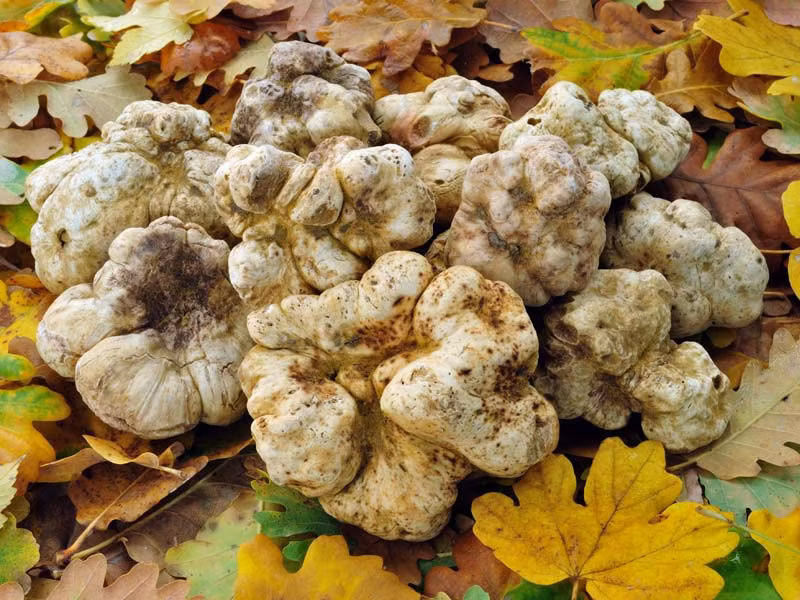 Nấm cục trắng cao cấp thường có xuất xứ từ một số vùng thuộc châu Âu, nhưng nổi tiếng và đắt nhất là nấm mọc ở thị trấn Alba, thuộc Piedmont, phía Tây Bắc nước Ý. Ảnh: Sito.