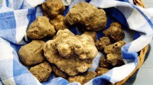 Trên thị trường, loại nấm cục trắng này có giá gần 400 USD/100g (tức 4 USD/g). Tuy nhiên, vị đại gia Hong Kong đã chi gần 115 USD/g nấm (cao gấp 30 lần) để sở hữu khối nấm cục tại phiên đấu giá. Ảnh: Black Platinum Gold.