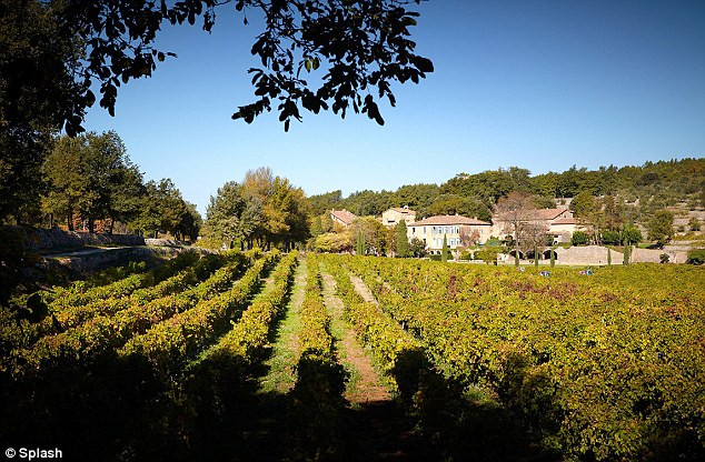 Khu vườn nho để sản xuất rượu vang của Angelina Jolie và Brad Pitt . Ảnh: DM.