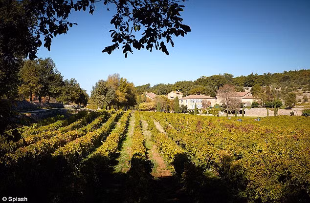 Khu vườn nho để sản xuất rượu vang của Angelina Jolie và Brad Pitt . Ảnh: DM.