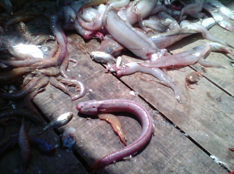 Loai ca bong hien lanh o mien Tay co cai dau va ham rang ghe so-Hinh-2