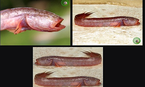 Loai ca bong hien lanh o mien Tay co cai dau va ham rang ghe so