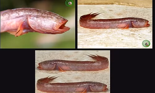 Loai ca bong hien lanh o mien Tay co cai dau va ham rang ghe so