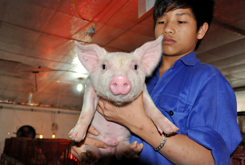 Với việc thiết kế chuồng nuôi theo kiểu tầng cao, điều này không chỉ đảm bảo không khí thoáng đãng, an toàn dịch bệnh mà còn tiết kiệm được chi phí đầu tư về dịch bệnh, giảm được nhân công đi rất nhiều so với cách nuôi truyền thống.