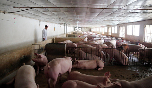 Đàn lợn được chăm sóc tốt, các máng ăn trong khu nuôi lợn được lắp đặt đồng bộ bằng các máng sắt, được vệ sinh 24/24, đảm bảo thuận tiện, an toàn khi cho lợn ăn.