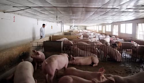 Đàn lợn được chăm sóc tốt, các máng ăn trong khu nuôi lợn được lắp đặt đồng bộ bằng các máng sắt, được vệ sinh 24/24, đảm bảo thuận tiện, an toàn khi cho lợn ăn.