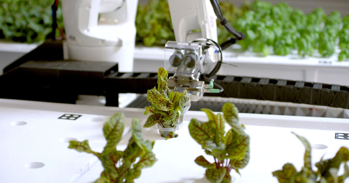 Trang trại cho thu hoạch khoảng 26.000 gốc rau diếp mỗi năm, tương đương một trang trại ngoài trời rộng một mẫu Anh. Ảnh: Business Insider.