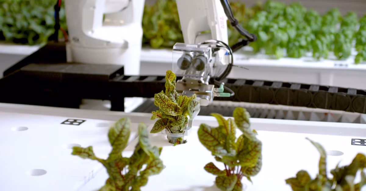 Trang trại cho thu hoạch khoảng 26.000 gốc rau diếp mỗi năm, tương đương một trang trại ngoài trời rộng một mẫu Anh. Ảnh: Business Insider.