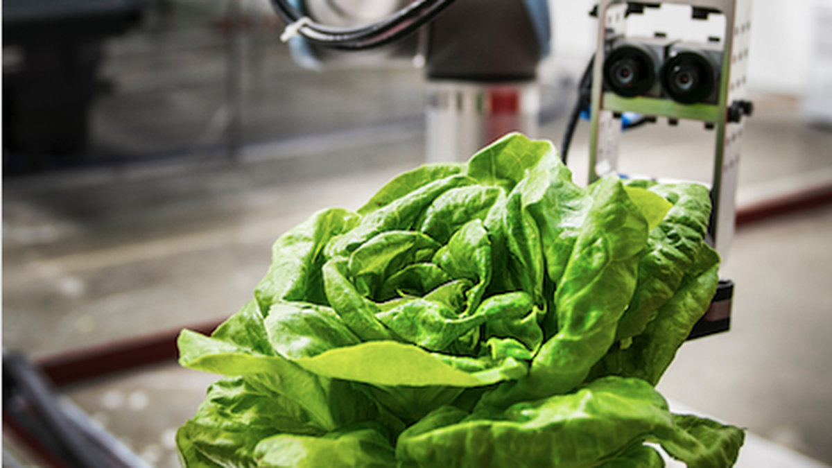 Iron Ox dự kiến sẽ bán sản phẩm tới một số nhà hàng vào cuối năm nay 2018 và mở rộng ra toàn bang trong năm 2019. Ảnh: TechnologyMagazine.