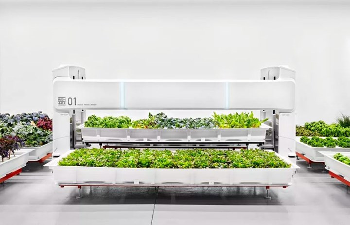 Toàn bộ rau trồng trong khoang thủy canh. Ảnh: The Guardian.