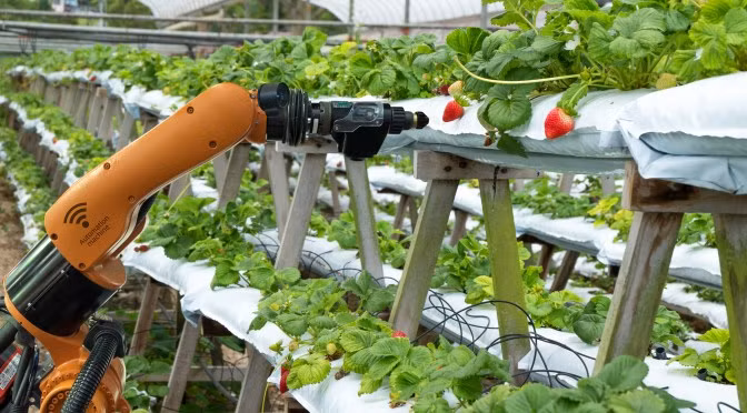 Xem robot hai rau qua thay nguoi trong nong trai 