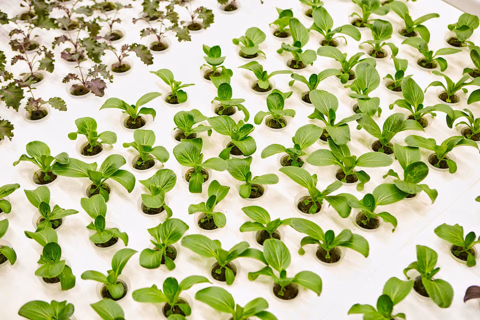 Các loại rau được trồng trên diện tích 743m2, tận dụng tốt ánh sáng tự nhiên. Ảnh: Business Insider.