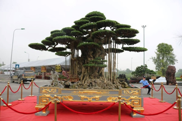 Nhiều đại gia đến tham quan và không ngại bày tỏ sẵn sàng chi triệu USD để sở hữu cây sanh cổ. Trước đó, hồi tháng 8/2018, một vị khách đã trả 15 tỷ nhưng chủ cây không bán. Ảnh: Dân Việt.