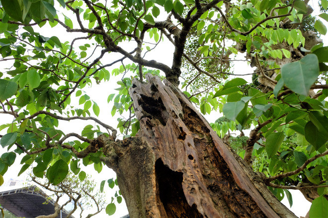 Theo chủ nhân, sưa đỏ là giống quý hiếm nên chúng có giá bán đắt hơn. Ảnh: Vietnamnet.