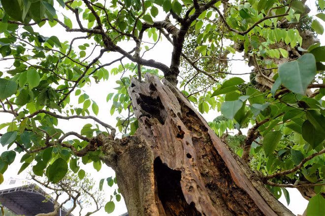 Theo chủ nhân, sưa đỏ là giống quý hiếm nên chúng có giá bán đắt hơn. Ảnh: Vietnamnet.