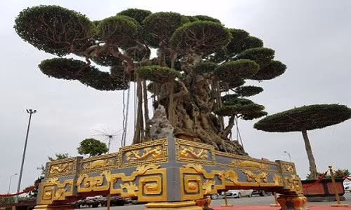 Xuất hiện tại Triển lãm sinh vật cảnh Việt Nam 2018 (Đồng Mô, Sơn Tây), siêu cây cảnh "Đại thế vân tùng" được đặt trang trọng trên thảm đỏ ở ngay cổng vào. Ảnh: Dân Việt.