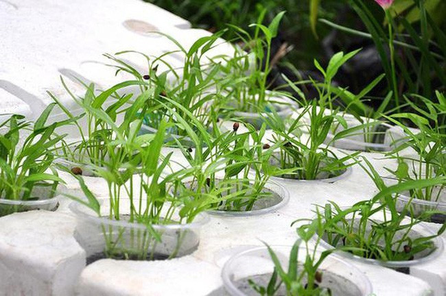 Trồng rau vào hộp xốp là cách làm quen thuộc với khá nhiều người. Vừa dễ kiếm, dễ làm lại có rau sạch để ăn hàng ngày. Ảnh: Helino.