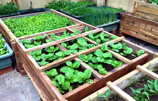 Hệ thống vườn rau lắp ghép với kích thước tùy chỉnh, làm bằng gỗ là một trong những chậu trồng rau thông minh với hệ thống tưới nước nhỏ giọt tự động. Ảnh: Bambu.