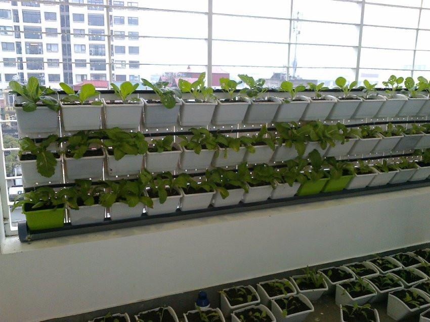 Mô hình trồng rau trên module nhựa đang ngày càng phổ biến ở thành phố. Ảnh: Printest.