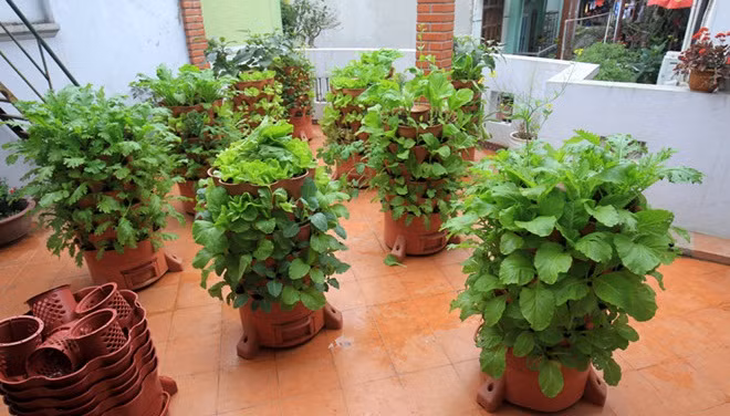 Bên cạnh đó, tháp trồng rau sạch cũng phù hợp với sân thượng, ban công chung cư. Ảnh: Zing.