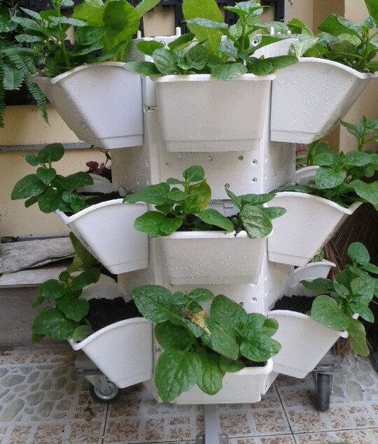 Bộ sản phẩm modul vườn tường đứng tiết kiệm diện tích tối đa. Ảnh: Minota.