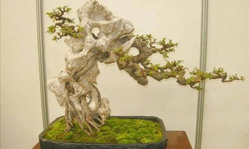 Bonsai bám đá công phu khi cây và đá dường như đã hòa quyện thành một. Ảnh: Caycanhthanglong.