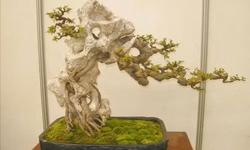 Bonsai bám đá công phu khi cây và đá dường như đã hòa quyện thành một. Ảnh: Caycanhthanglong.