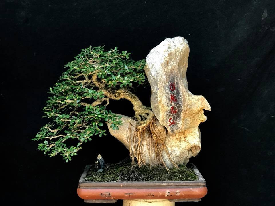 Linh sam bám đá "cổ mộc tọa sơn". Ảnh: FB Nguyễn Cường Penjing.