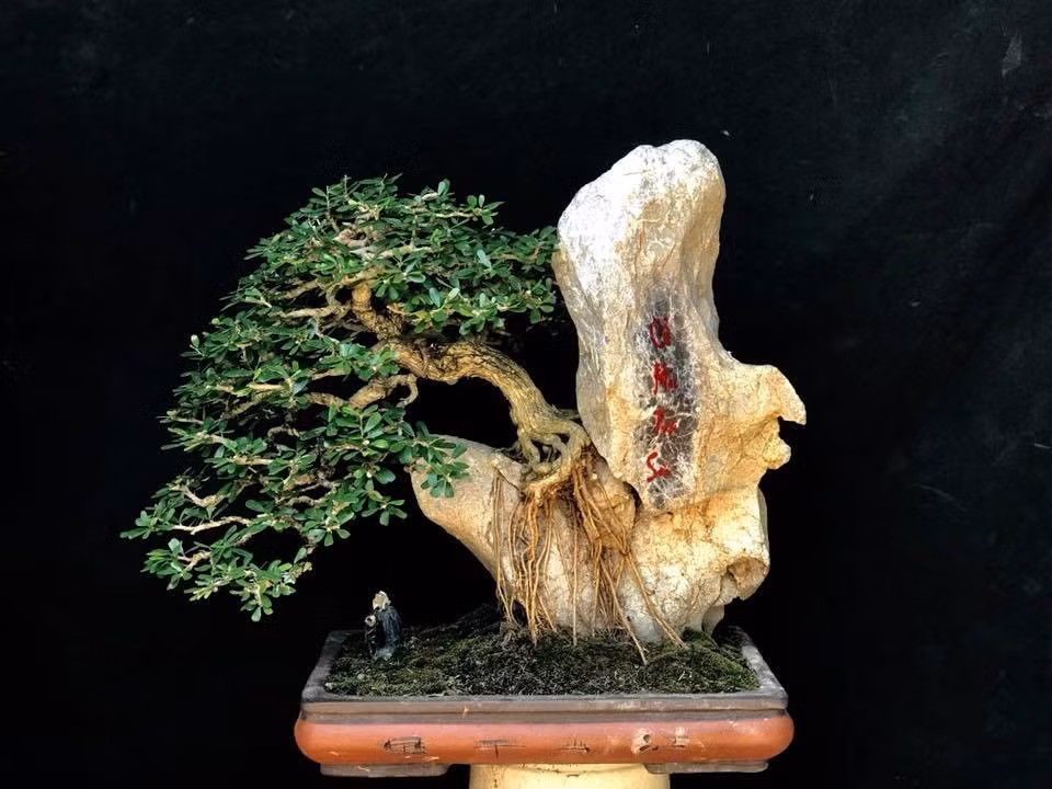 Linh sam bám đá "cổ mộc tọa sơn". Ảnh: FB Nguyễn Cường Penjing.