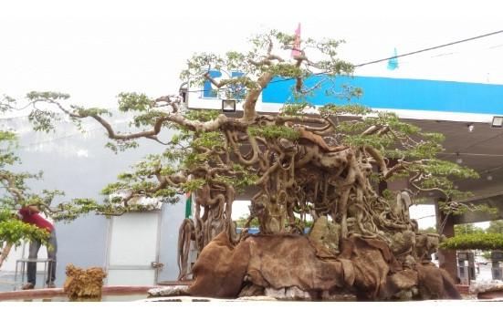 Sanh bám đá đại thụ kỳ công. Ảnh: Bonsaiphucloc.