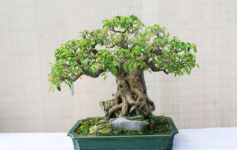 Chậu bonsai sanh với bộ rễ chắc khỏe ôm đá. Ảnh: Caycanhthanglong.