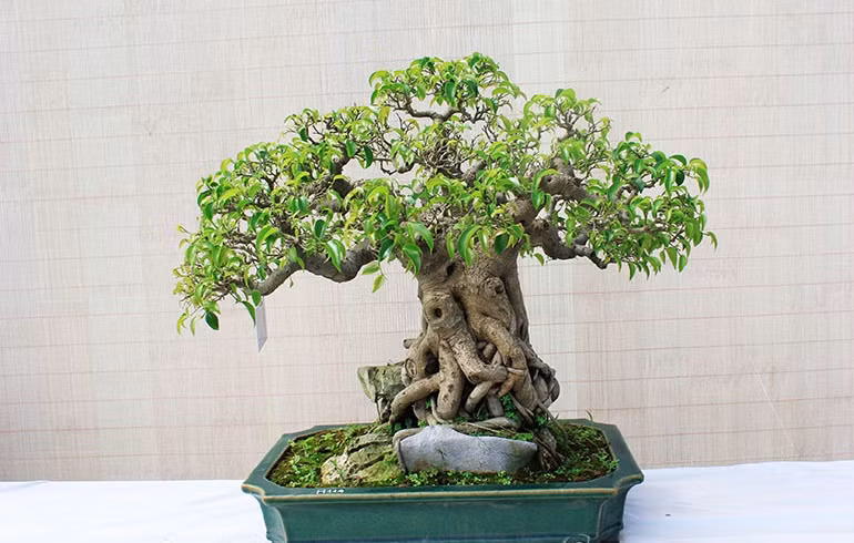 Chậu bonsai sanh với bộ rễ chắc khỏe ôm đá. Ảnh: Caycanhthanglong.