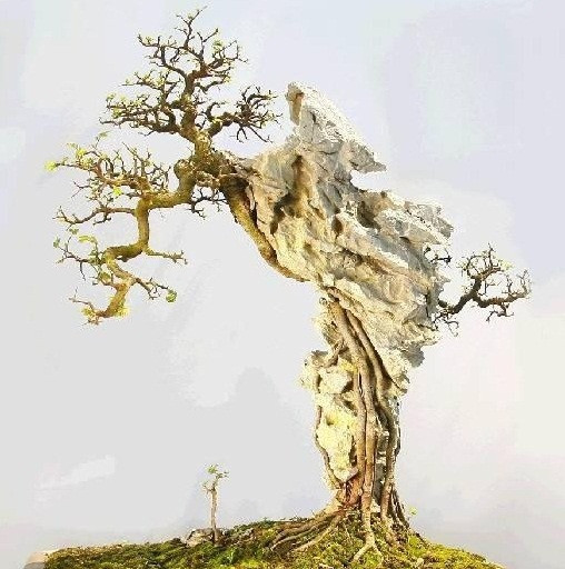 Tác phẩm bonsai bám đá cổ kỳ quái. Ảnh: Agrimark.